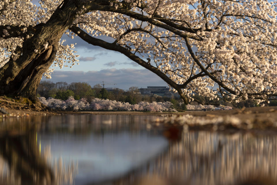 Blooming Yoshino cherry trees glow at sunrise alone the edge of the Tidal Basin on  Monday, March 29, 2021, in Washington, D.C.  / Credit: Carolyn Kaster / AP