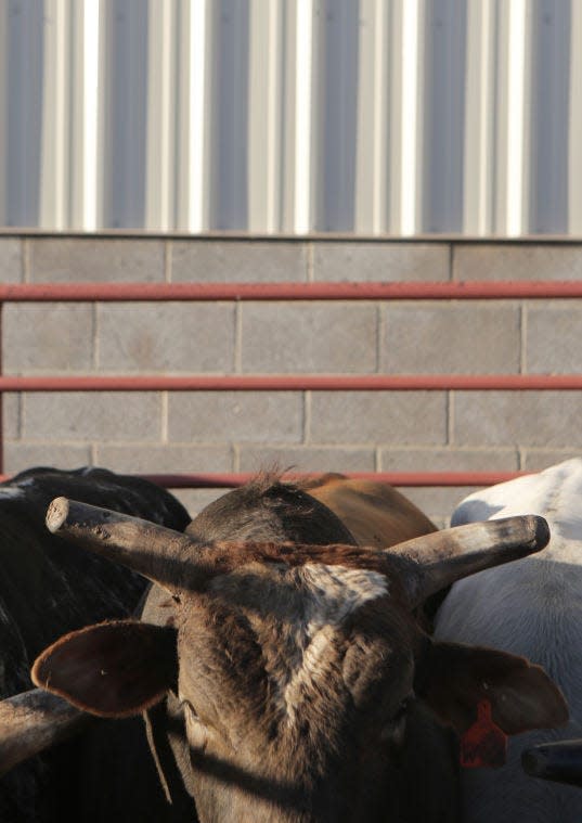 Bulls will share the spotlight this weekend at the Flagler County Pro Rodeo at the Flagler County Fairgrounds in Bunnell.