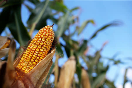 FILE PHOTO -- Corn is seen in a field in Indiana, U.S. September 6, 2016. REUTERS/Jim Young/File Photo