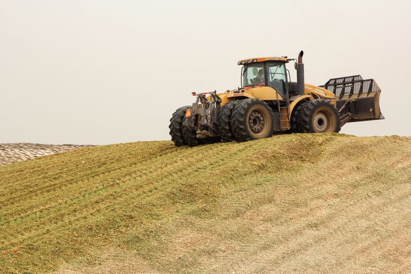 Burps to burgers: global food companies wrangle cattle emissions problem