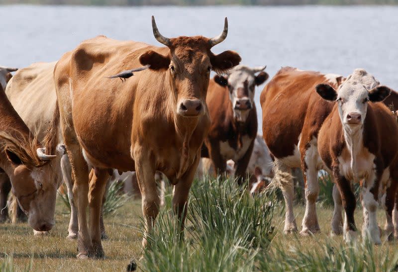 FILE PHOTO: Cows graze on the bank of a lake in the steppe in the Republic of Khakassia