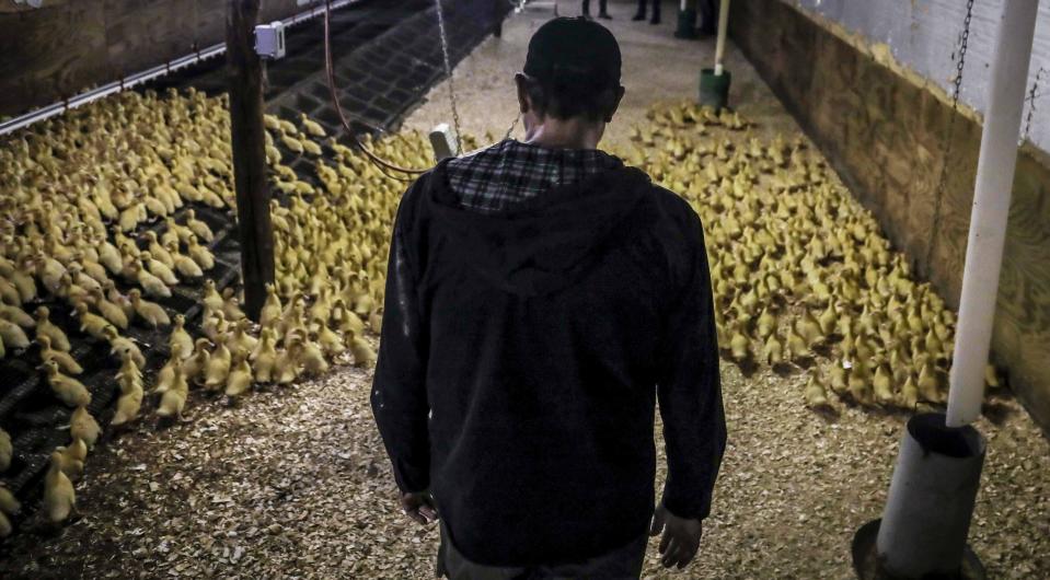 FILE - In this July 18, 2019, file photo, Marcus Henley, operations manager for Hudson Valley Foie Gras duck farm, tours a barn in Ferndale, N.Y., of new arrival ducklings. The sale of foie gras in New York City is about to be a faux pas. City council members on Wednesday, Oct. 30, are expected to pass a bill that bans the sale of fattened liver of a duck at restaurants, grocery stores or shops. (AP Photo/Bebeto Matthews, File)