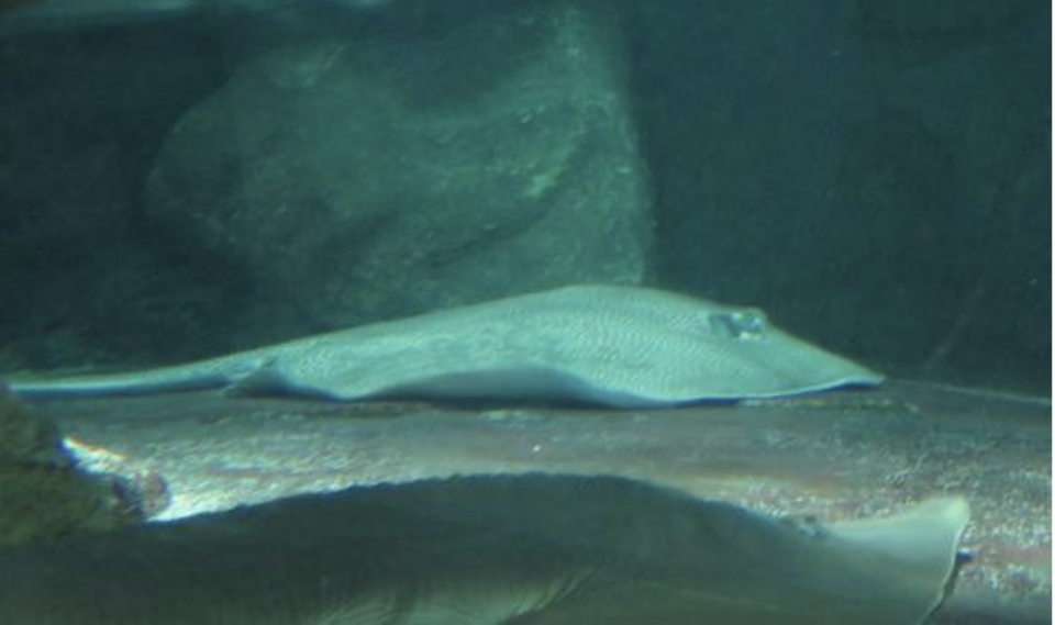 Stingray in reef tank at Underwater World Singapore. (PHOTO: Court documents)