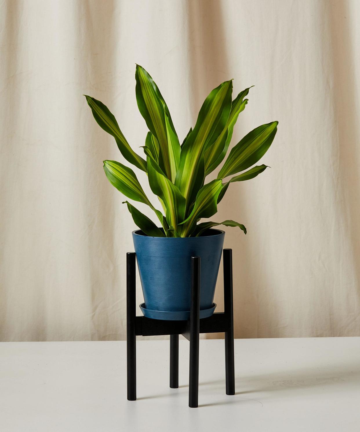 <p><a href="https://bloomscape.com/product/dracaena-golden-heart/" rel="nofollow noopener" target="_blank" data-ylk="slk:Shop Now;elm:context_link;itc:0;sec:content-canvas" class="link rapid-noclick-resp">Shop Now</a></p><p>Dracaena Golden Heart</p><p>bloomscape.com</p><p>$99.00</p><span class="copyright">Bloomscape</span>