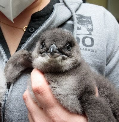The Cincinnati Zoo has named its new little blue penguin Cup O' Joe Burrow in honor of the Bengals quarterback who will lead the team in the Super Bowl on Sunday.