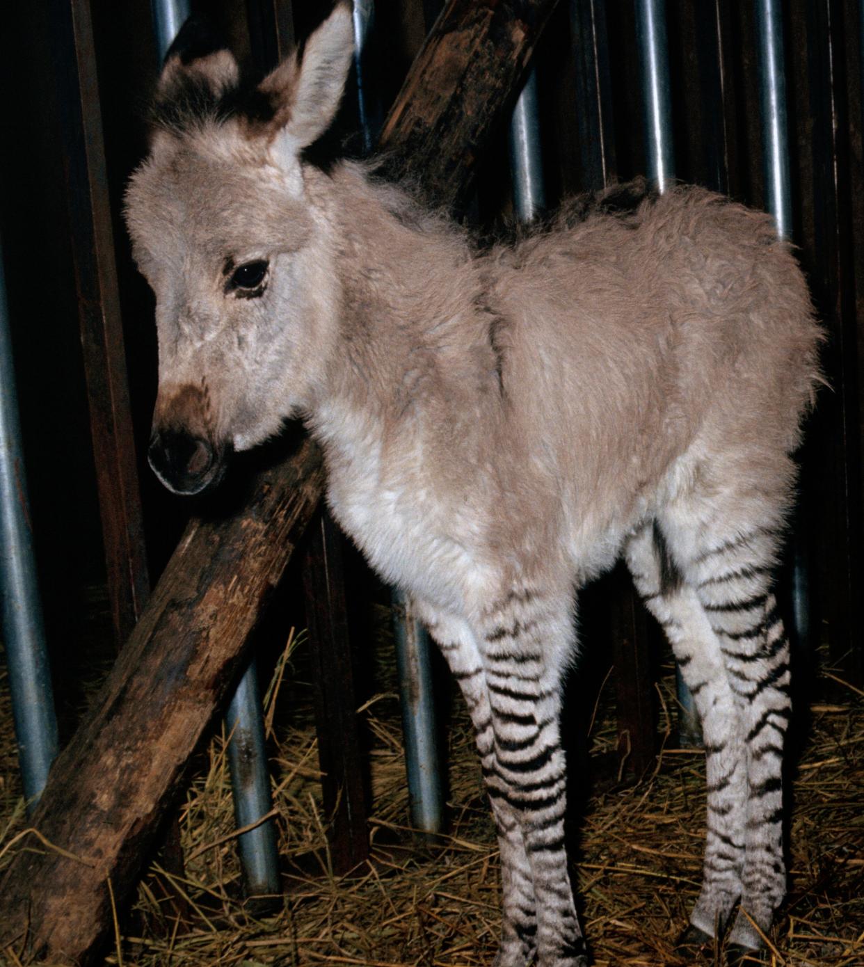 https://www.gettyimages.co.uk/detail/news-photo/crossbreed-foal-between-zebra-and-donkey-born-2-27-to-the-news-photo/515206742?adppopup=true