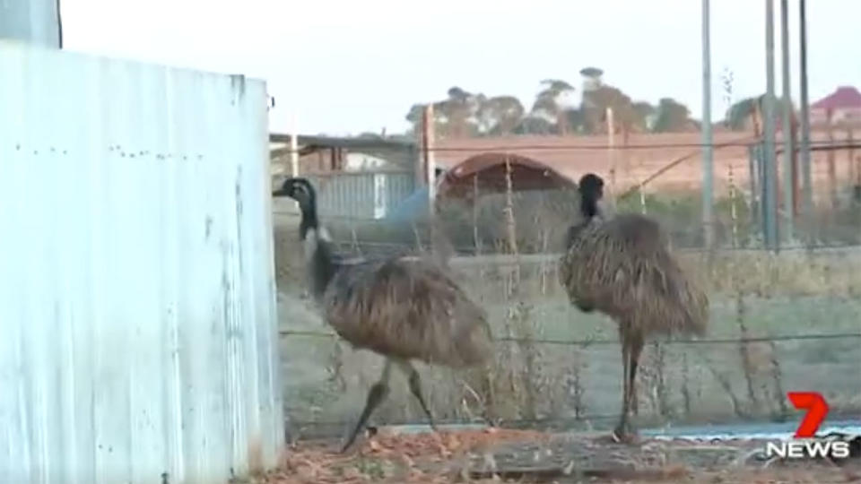 A town in SA has been overrun with emus. Source: 7News