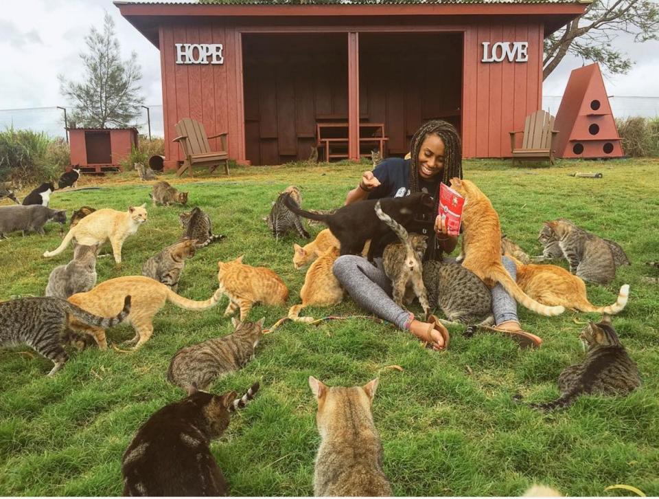 You can chill and be covered in hundreds of cats at this cat sanctuary in Hawaii