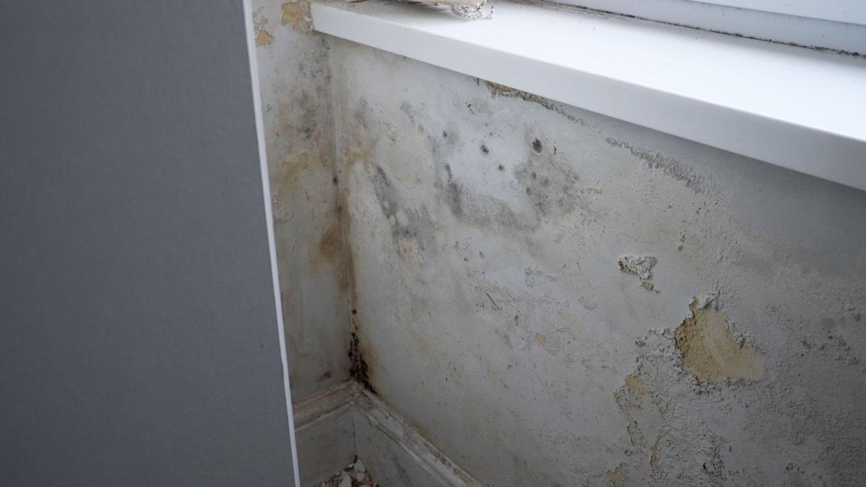 damp walls in Elin's house, showing the beginnings of patches of black mould and patches of plaster falling away