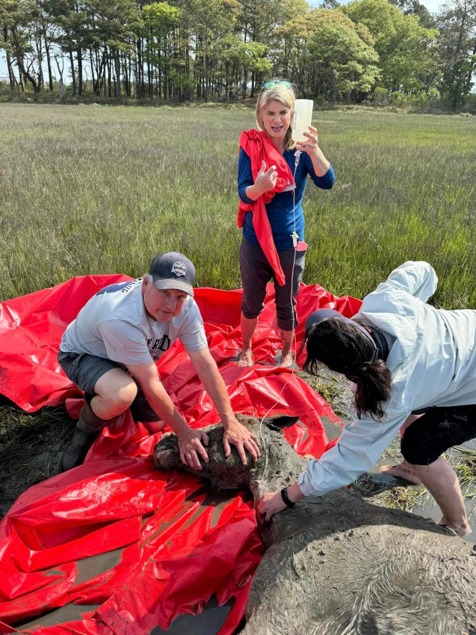 Chincoteague Volunteer Fire Company firefighters and other volunteers try to save the mare Wildfire, who sadly had to be euthanized due to paralysis in her back legs.