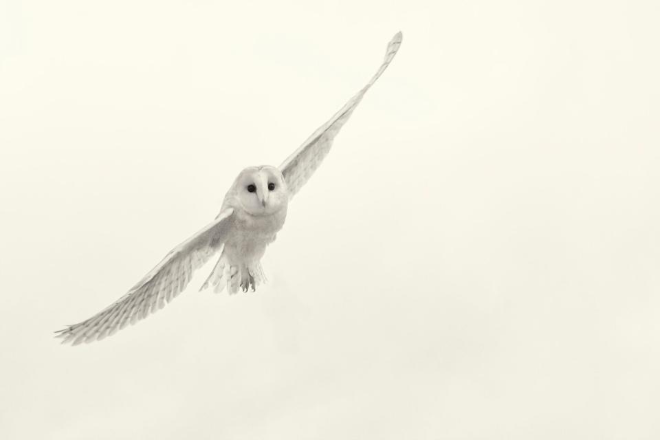 white barn owl on a white backdrop