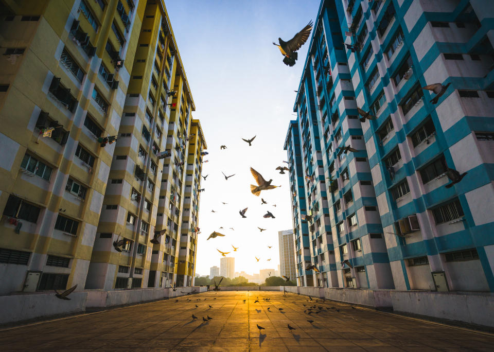 Pigeons flying between a yellow and blue Housing and Development Board (HDB) block, to illustrate a story on Feb BTO exercise.