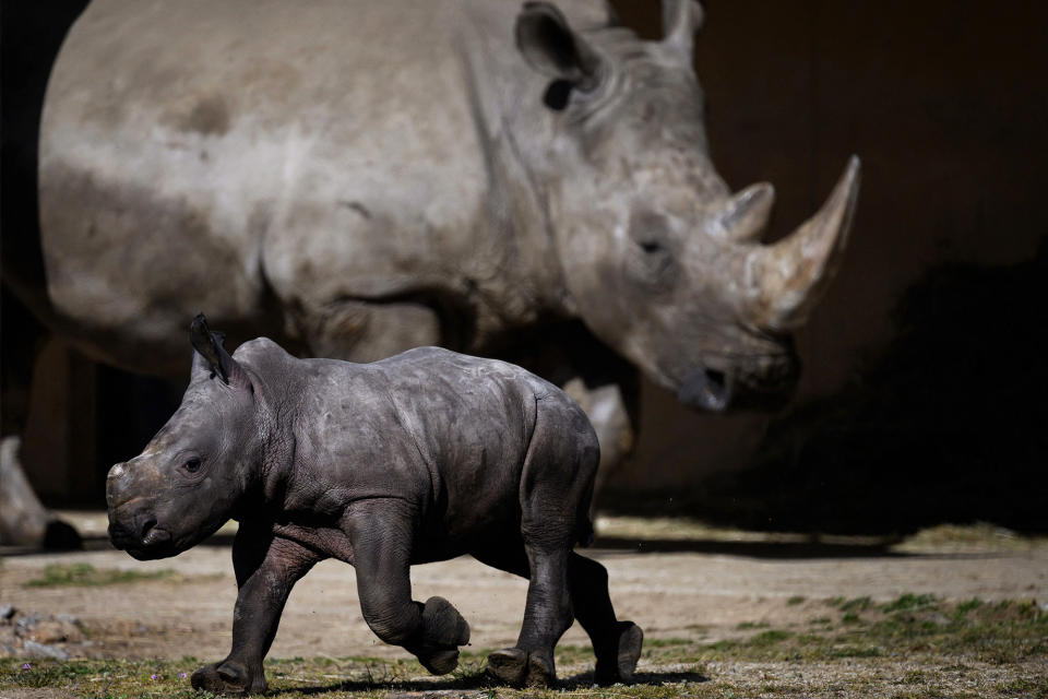 The young southern white rhinoceros Jogi walks with his mother Malia in their enclosure at the wildlife park Safari de Peaugres, south of Lyon, France, on March 22, 2023. 