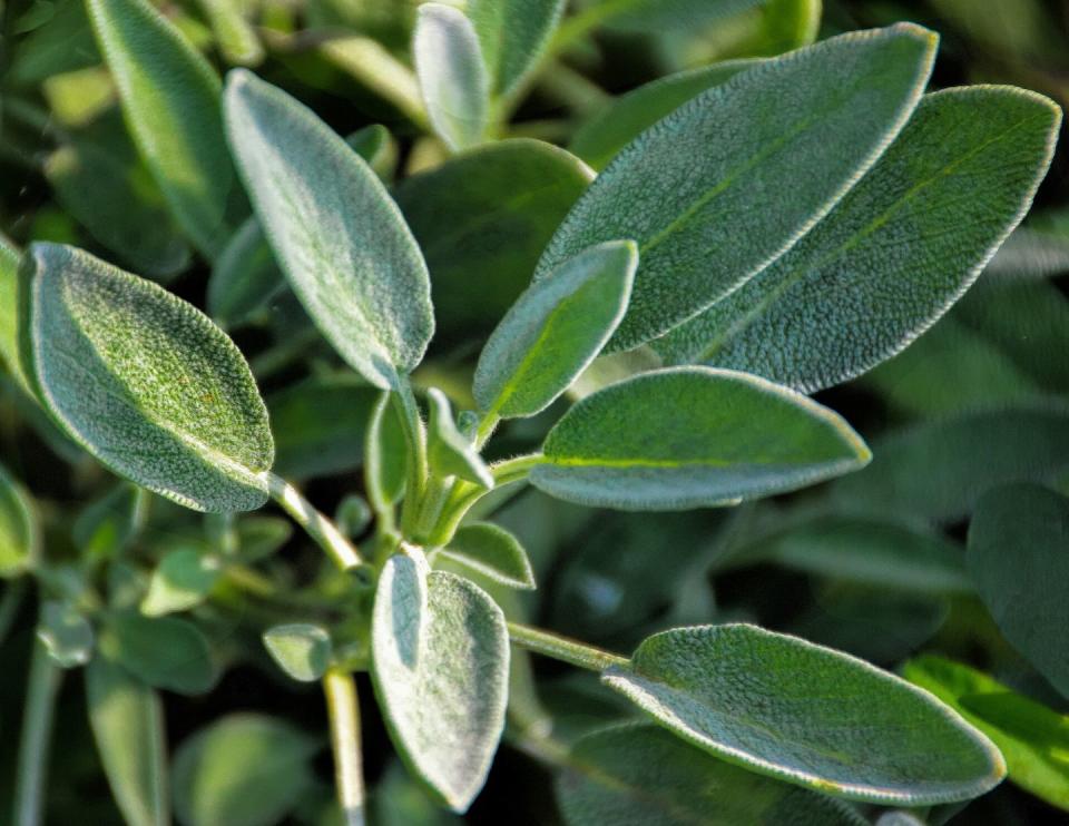 4) Sage and Other Heat-Loving Herbs