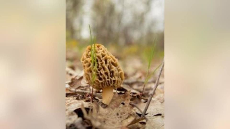 <div>A white morel (Photo: Michigan DNR)</div>