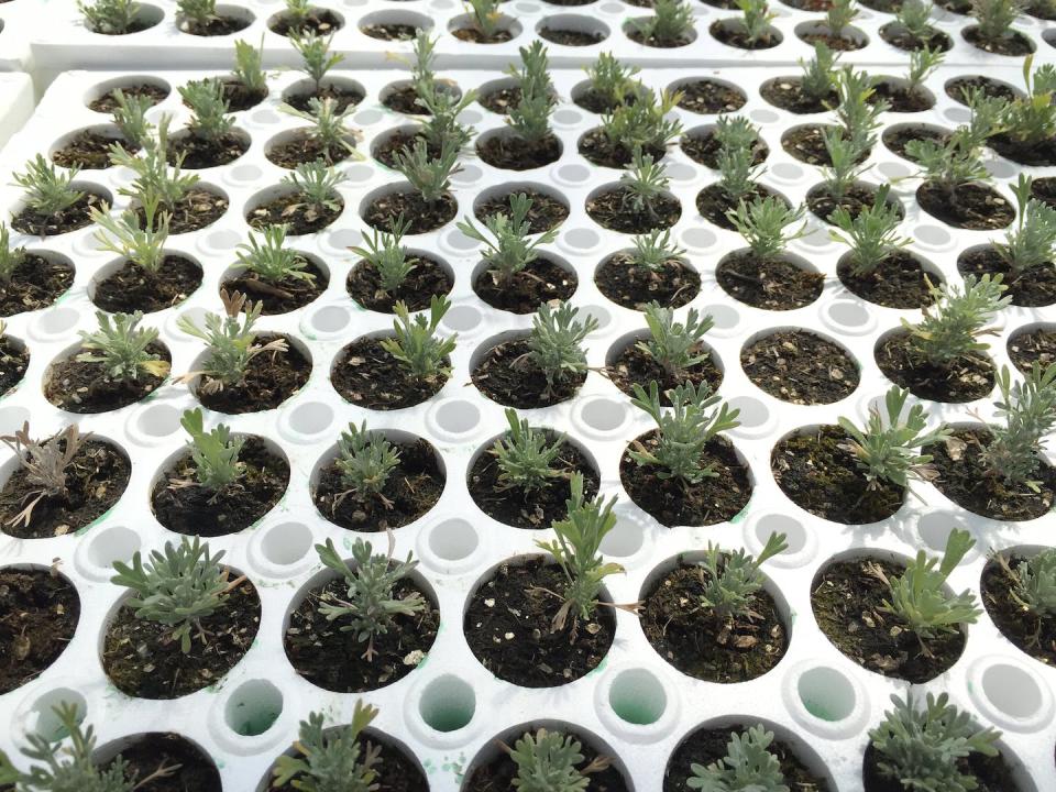 Wyoming Big Sage seedlings growing in a greenhouse. The U.S. Bureau of Land Management and the Shoshone-Paiute Tribe are working together to produce native seedlings to restore public lands in Idaho that have been damaged by wildfires. <a href="https://flic.kr/p/xkGQ6Q" rel="nofollow noopener" target="_blank" data-ylk="slk:Bureau of Land Management Idaho/Flickr;elm:context_link;itc:0;sec:content-canvas" class="link ">Bureau of Land Management Idaho/Flickr</a>, <a href="http://creativecommons.org/licenses/by/4.0/" rel="nofollow noopener" target="_blank" data-ylk="slk:CC BY;elm:context_link;itc:0;sec:content-canvas" class="link ">CC BY</a>