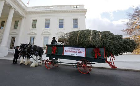 The official White House Christmas tree, from the Crystal Spring Tree Farm in Pennsylvania, pulls up to the North Portico of the White House in Washington, November 28, 2014. REUTERS/Larry Downing