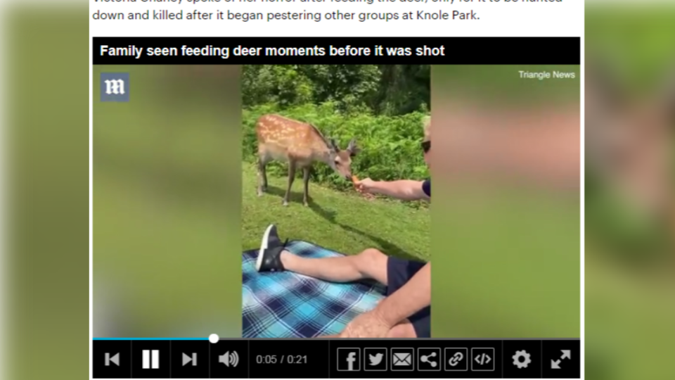遊客餵食野生梅花鹿，園方表示不得不將其槍殺。（圖／翻攝自《每日郵報》）