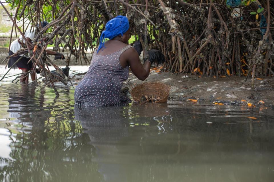 Women gather oysters from the branches of the mangroves in Joal-Fadiouth (Randa Osman/MSI Reproductive Choices)