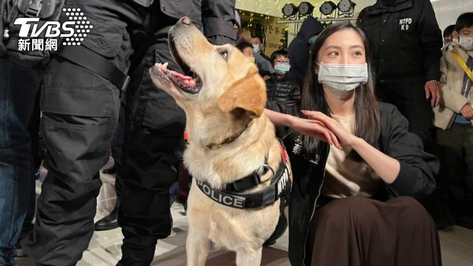 警犬人氣相當高 。（圖／TVBS）