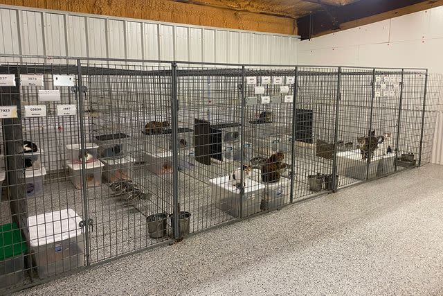 <p>Beagle Freedom Project</p> Cats inside a former animal testing facility in Oklahoma after it was shut down by the Beagle Freedom Project