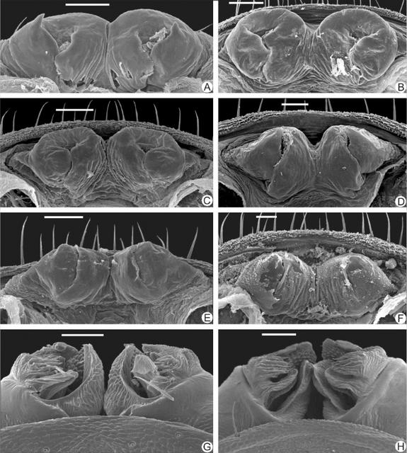 Female (A–F) and male (G–H) genital organs of the new whip spider species.