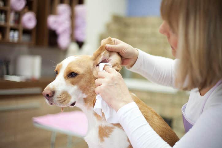 Un examen detallado al oído de tus perritos podrían ahorrarle muchos problemas. Foto: M_a_y_a/Getty Images