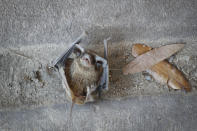 A Mexican Free-tailed bat struggles to stay alive after falling from the bridge at Waugh Drive in Buffalo Bayou Park, where it was impacted by the winter storm Monday, Feb. 22, 2021, in Houston. Birds, bats and other wildlife appear to have taken a beating during the winter storm and deep freeze in the southern U.S. Scientists say it might take weeks or months to determine the extent of the harm. (Steve Gonzales/Houston Chronicle via AP)