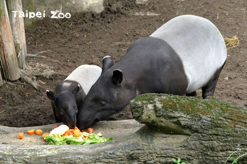 台北市立動物園馬來貘寶寶「貘豆」大年初二陪媽媽「貘芳」一起回娘家團聚（台北市立動物園）