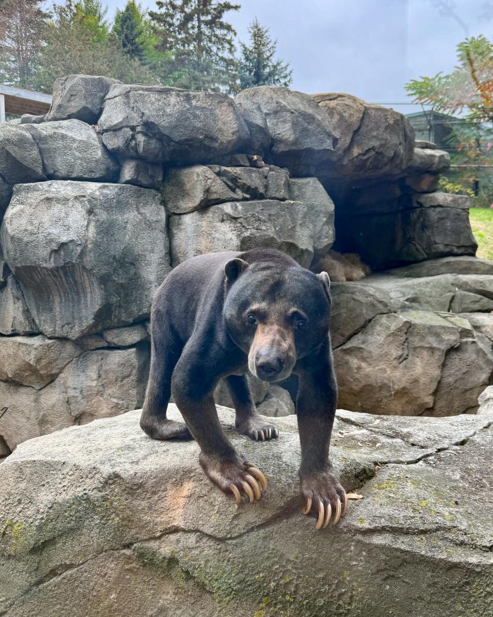 The Racine Zoo received its first ever sun bear.
