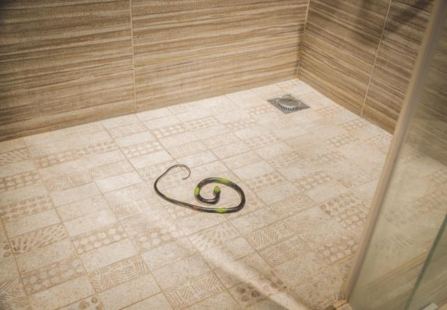 6 Effective ways to prevent snakes from entering your toilet in this dry  season