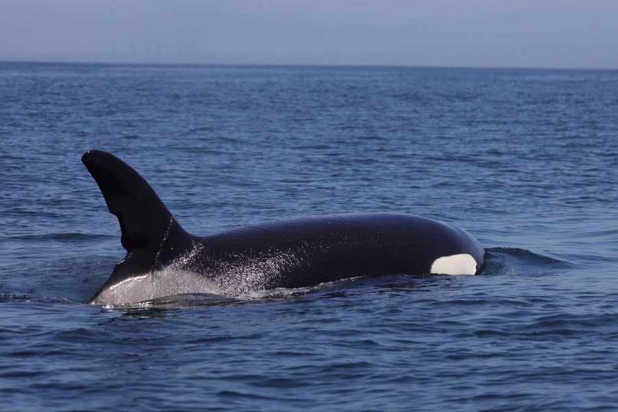 A rare sighting in Southern California. A pod of killer whales is seen near Newport Beach on April 29, 2024. (Delaney Trowbridge)