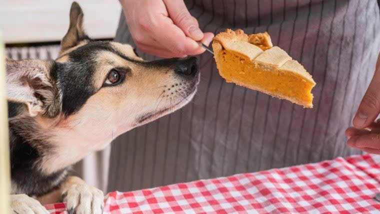 Woman Refuses to Eat Sister's Thanksgiving Dinner Due to Super-Shedding Dog, Asks 'AITA?'