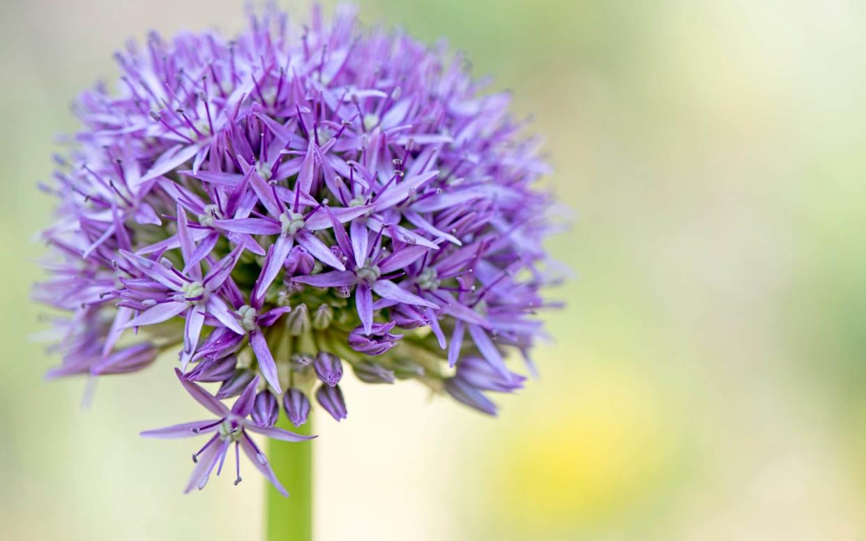 You can order favourite perennials with ease from an online plant nursery - Moment RF