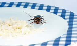 <b>Kitchen sinks with dirty dishes are attractive to cockroaches, as are any spots with traces of leftover food debris.</b> iStockphoto/<a class="link " href="http://www.thinkstockphotos.com" rel="nofollow noopener" target="_blank" data-ylk="slk:Thinkstock;elm:context_link;itc:0;sec:content-canvas">Thinkstock</a>