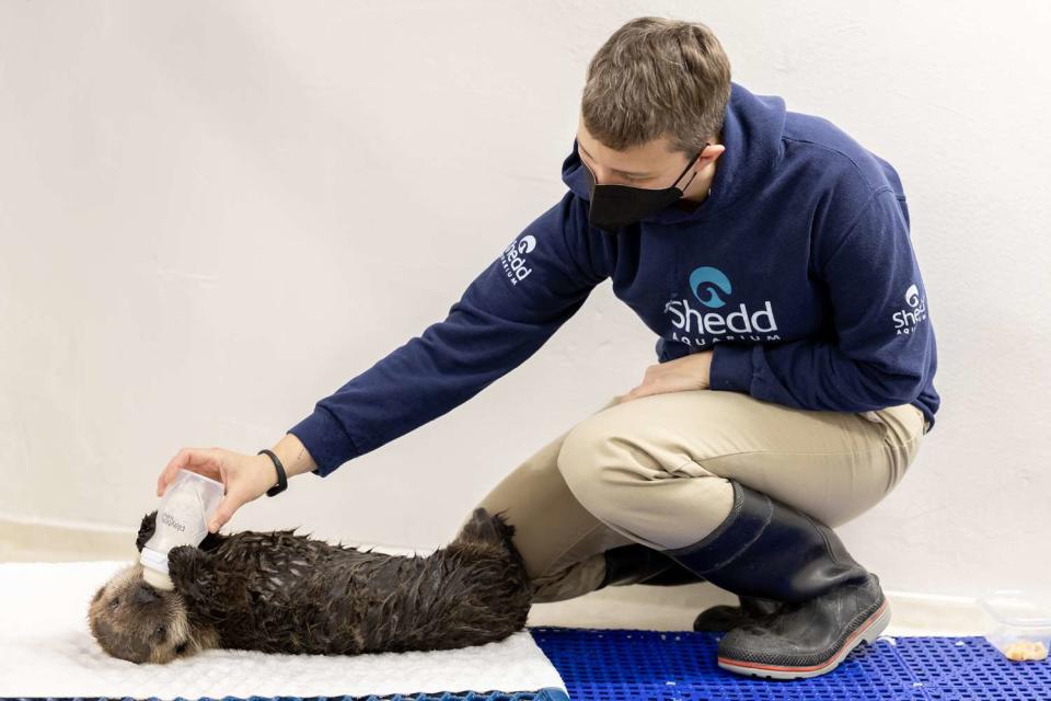 <p>Shedd Aquarium</p> Sea otter pup tended to at Shedd Aquarium in Chicago