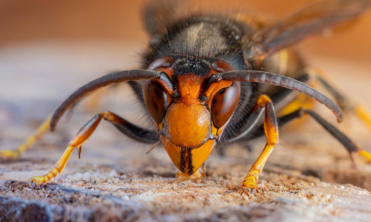 <span>Just one Asian hornet (Vespa velutina) can hunt down and eat 30 to 50 honeybees a day.</span><span>Photograph: imv/Getty Images/iStockphoto</span>