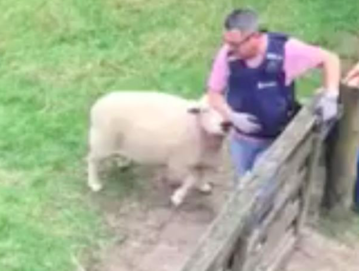 Suspect: Police want help tracing the violent sheep (Facebook/Waitemata District Police)