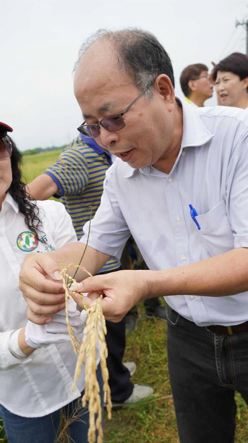 台南農業改良場場長羅正宗指出乾枯稻穗是得了稻熱病。（圖／中國時報記者寶智華攝）