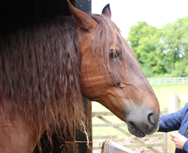 New Hope For Suffolk Punch Horses As First Foal Born At Historic Site In A Century