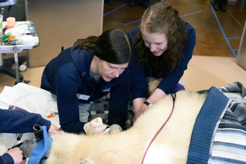 Discussion of climate change during polar bear medical checkup in Tacoma, Washington