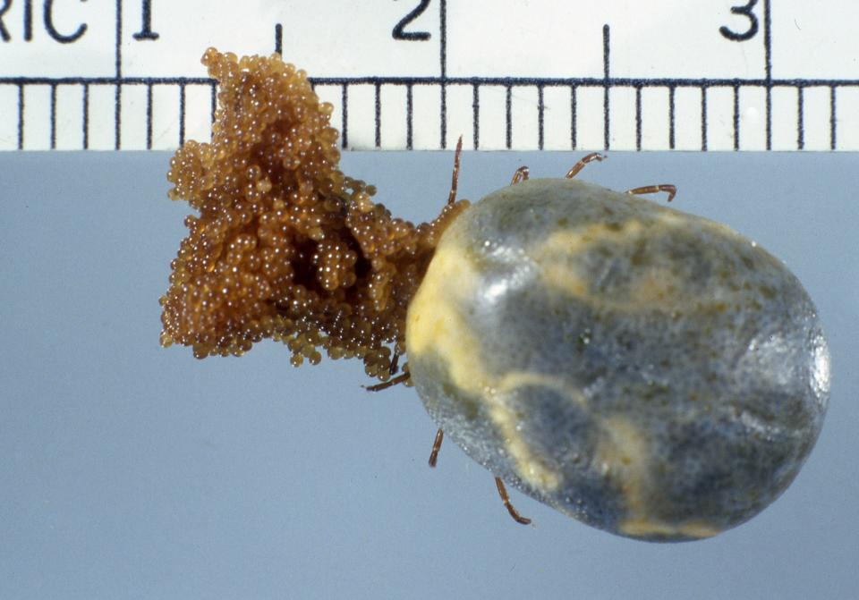 Image features a female lone star tick (Amblyomma americanum) ovipositing (laying eggs). She will lay perhaps 3,000 eggs and then die.