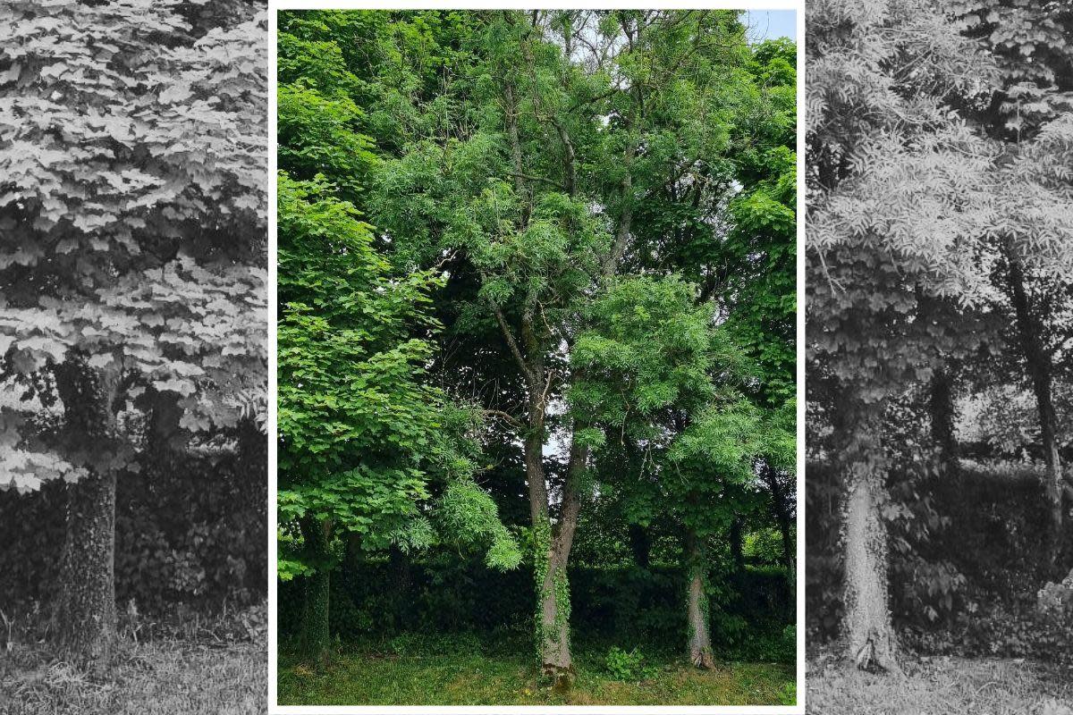 The ash tree that is to be removed. <i>(Image: Monmouthshire County Council planning file.)</i>