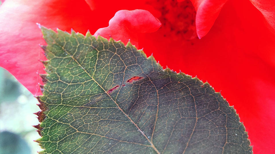 Una hoja con Modo Macro.