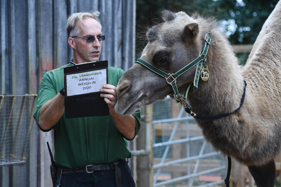 ZSL London Zoo annual weigh-in