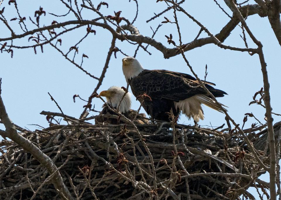 American bald eagles Annie and Apollo and their hatchlings occupy this nest Monday in a tree above the Scioto River near Dublin Road.