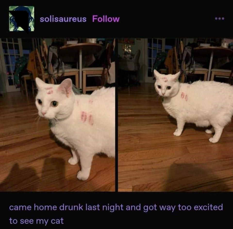 White cat with lipstick marks on its fur, with caption "came home drunk last night and got way too excited to see my cat"
