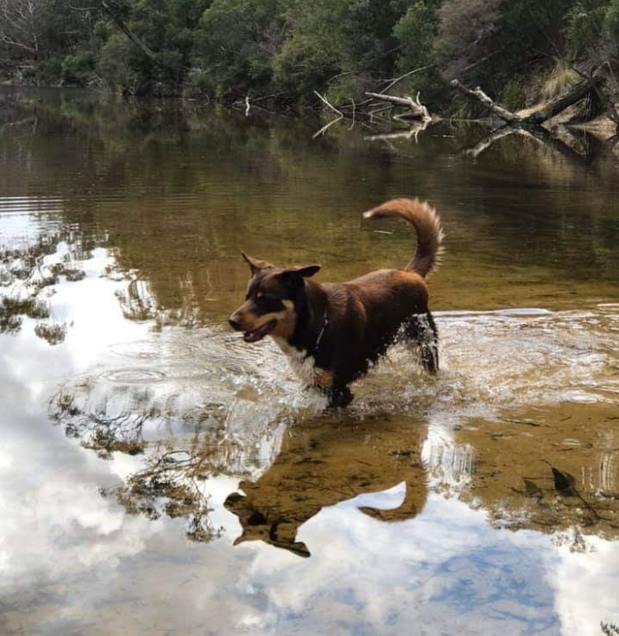 Pictured is Kozi, the three-year-old kelpie. Source: Facebook