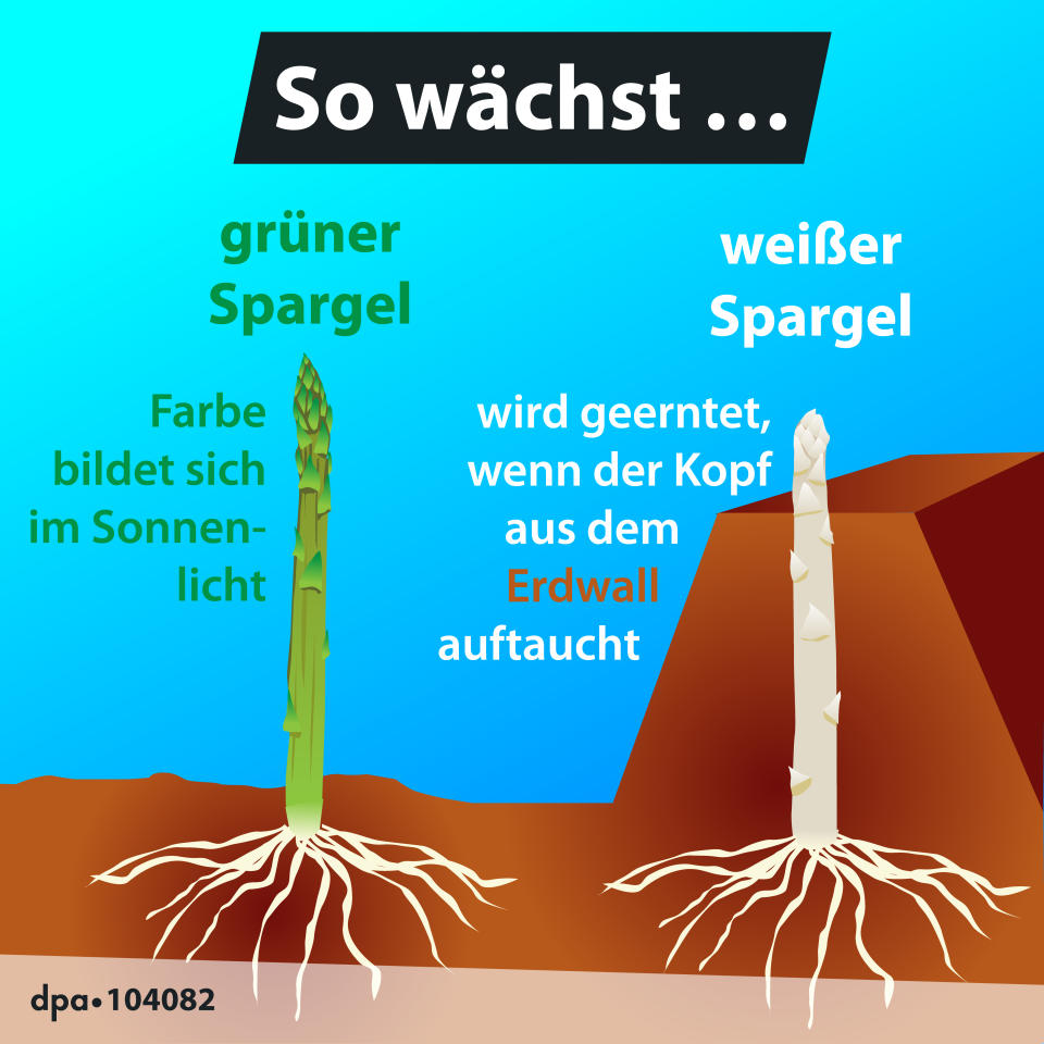 Welchen Unterschied gibt es zwischen grünem und weißem Spargel? Ob sich ein Spargel grün oder weiß färbt, hat mit seiner Anbauweise zu tun (Bild: K. Losacker/A. Brühl/dpa)