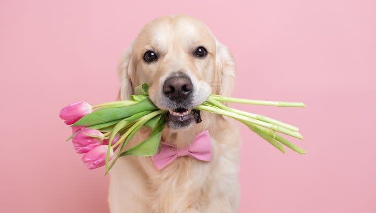 Spending Valentine's Day With Shelter Dogs in the Philippines